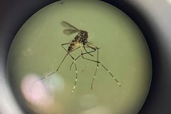 Российский турист чуть не лишился жизни после укуса комара на Шри-Ланке
