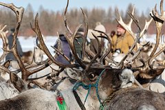 Тревел-блогер описал жизнь ненцев в России словами «олени вместо банковской карты» Тревел-блогер описал жизнь ненцев в России словами «олени вместо банковской карты»