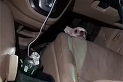 Замешанная в скандале с марихуаной в Таиланде россиянка оставила собаку в машине на жаре Замешанная в скандале с марихуаной в Таиланде россиянка оставила собаку в машине на жаре
