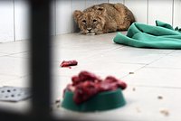 Мошенники в Таиланде начали наживаться на жалости россиян к сахарным поссумам Мошенники в Таиланде начали наживаться на жалости россиян к сахарным поссумам